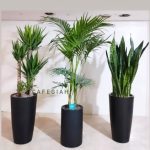 خرید گیاه سانسوریا: چه نکاتی را باید رعایت کنیم؟