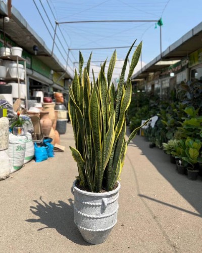 ابعاد مناسب گلدان برای رشد سانسوریا