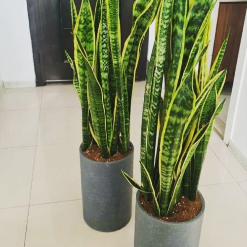 خرید گیاه سانسوریا با ارسال رایگان
