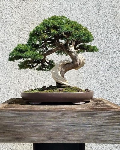 بونسای: گیاهی با روحیه خاص