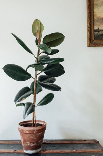 فیکوس: گیاهی برای کاهش استرس