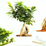 بونسای: دنیای زیبایی و آرامش