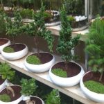 بونسای: انتخابی هوشمندانه برای هر فضا