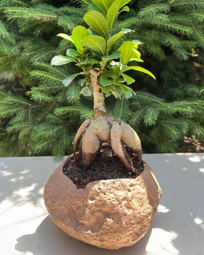 بونسای: مزایای نگهداری در فضاهای کوچک
