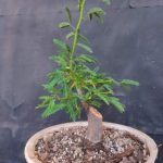 بونسای: هنر زیبا و پایدار
