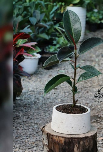 قیمت‌گذاری فیکوس: چه عواملی مؤثرند؟