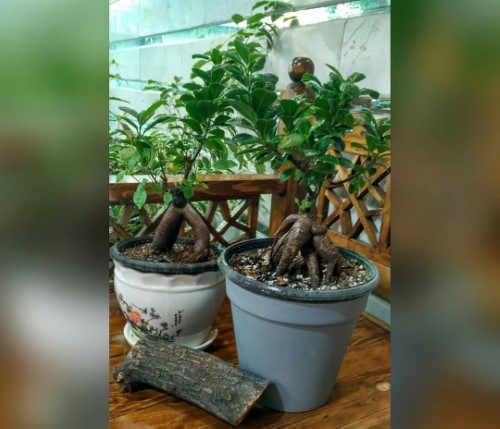 چگونه از بونسای در فضای باز نگهداری کنیم؟