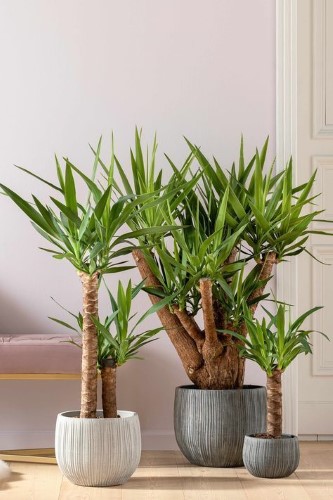 گیاه یوکا و تأثیرات آن بر فضاهای زندگی