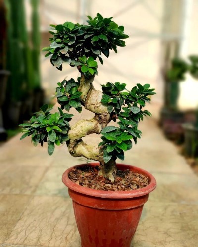 بونسای: گیاهی با تنوع بالا