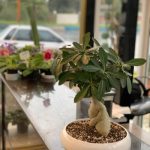 ابعاد و اندازه‌های مختلف بونسای: چه ابعادی بهتر است؟