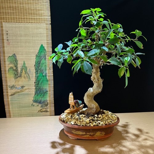 بونسای: گیاهی با ابعاد مختلف