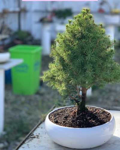 ارسال رایگان بونسای در تهران: فرصتی ویژه