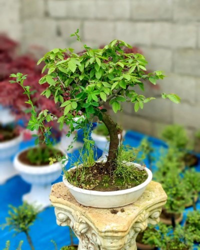 بونسای: مزایای طبیعی آن در زندگی روزمره