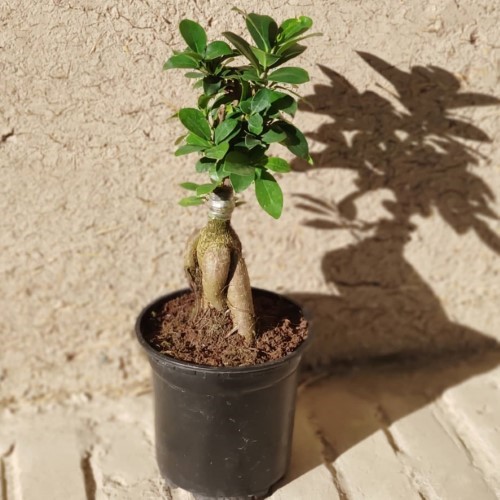 بونسای: ایده‌ای برای دکوراسیون مدرن